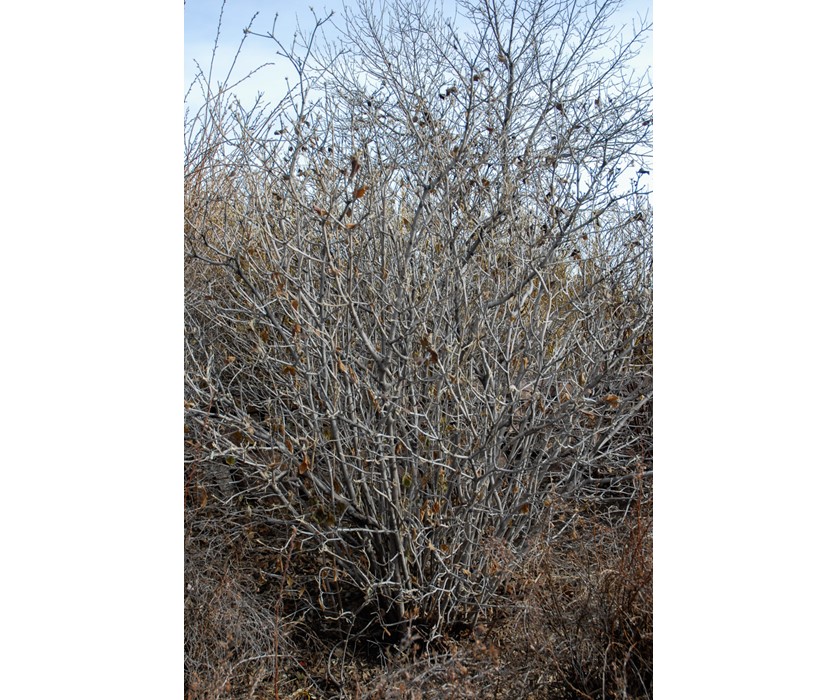 Wayfaring Tree